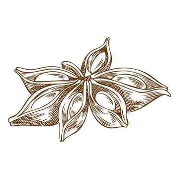 Anise star engraved sketch vector icon, hand drawn aromatic spice plant, dry Stock Illustration