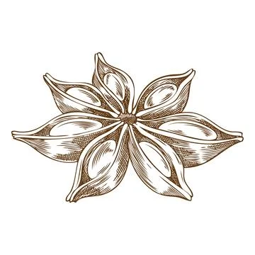 Anise star sketch icon, vector engraved hand drawn aromatic spice plant, dry Stock Illustration