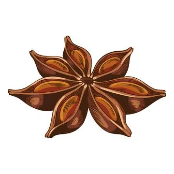 Anise star sketch vector icon, hand drawn aromatic spice plant, dry flavor Stock Illustration