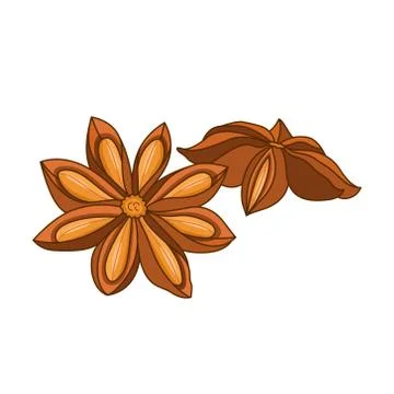 Anise star vector colored botanical illustration Stock Illustration
