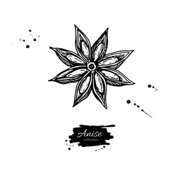 Anise Star Vector drawing. Hand drawn sketch. Seasonal food illu Stock Illustration
