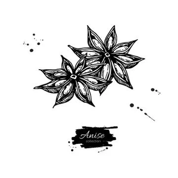 Anise Star Vector drawing. Hand drawn sketch. Seasonal food illu Stock Illustration