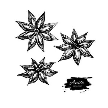 Anise Star Vector drawing. Hand drawn sketch. Seasonal food illu Stock Illustration