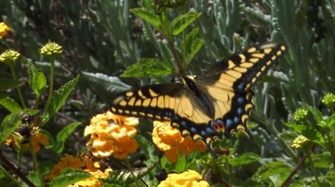 Anise Swallowtail Stock Footage 35194045