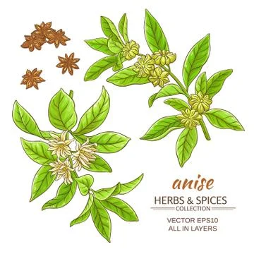 Anise vector set Stock Illustration