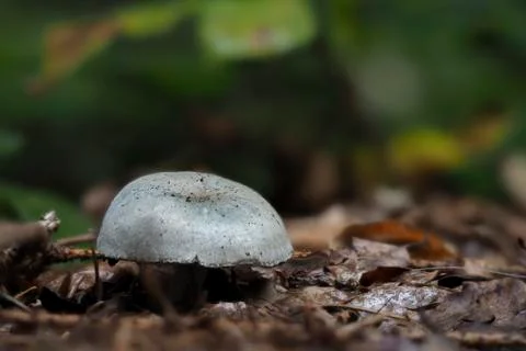 The Aniseed Toadstool (Clitocybe odora) Stock Photos