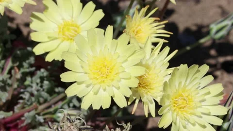 ANISOCOMA ACAULIS BLOOM Stock Footage 205568177