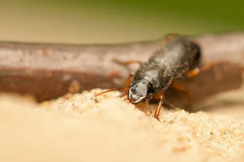 Anisodactylus binotatus Foto stock