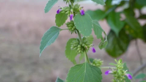 Anisomeles indica Stock-Footage 328529416