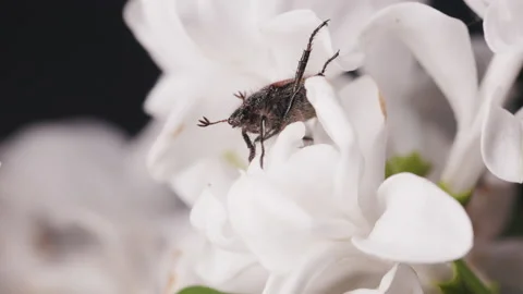 Anisoplia segetum melolontha or a May bug or Doodlebug sits on white flower in Stock Footage 155158341