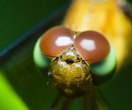 Anisoptera Stock Photos