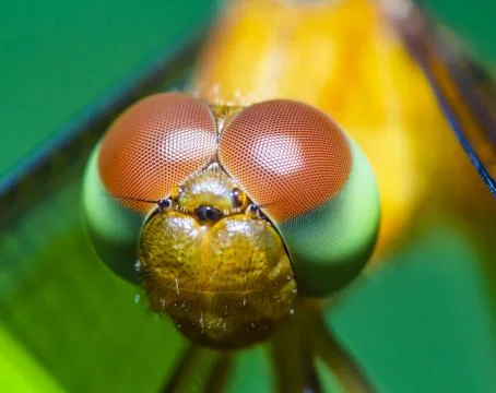 Anisoptera Stock Photos