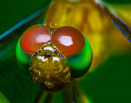 Anisoptera Stock Photos