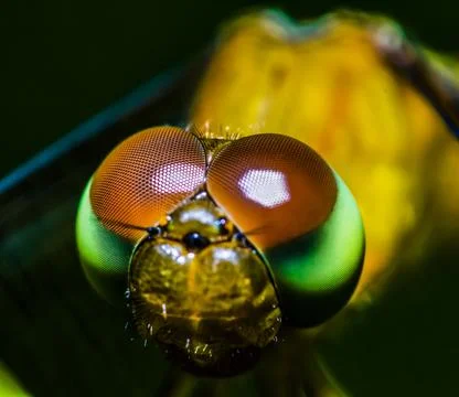 Anisoptera Stock Photos