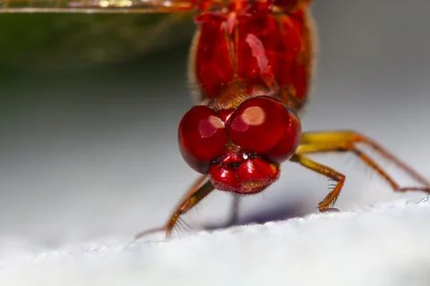 Anisoptera Stock Photos