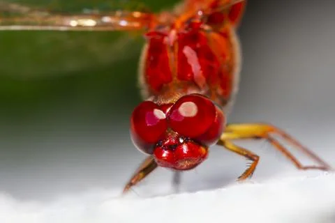 Anisoptera Stock Photos