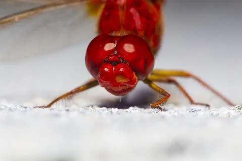 Anisoptera Stock Photos