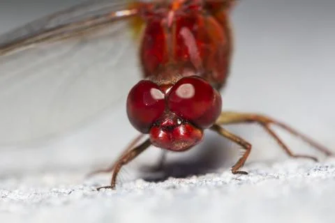 Anisoptera Stock Photos