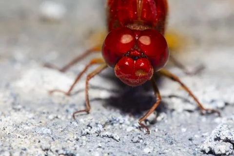 Anisoptera Stock Photos