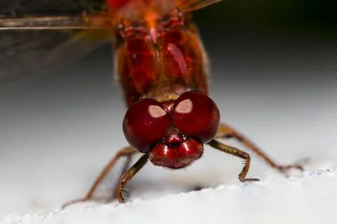 Anisoptera Stock Photos