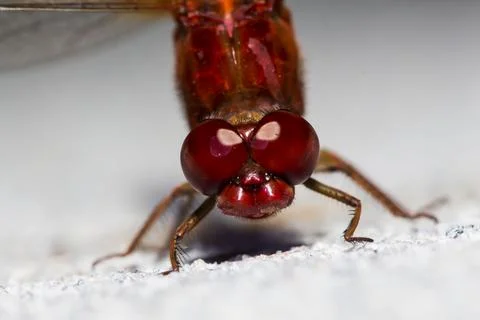 Anisoptera Stock Photos