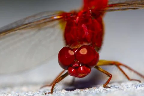 Anisoptera Stock Photos