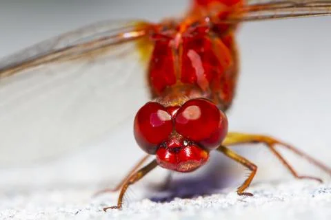 Anisoptera Stock Photos