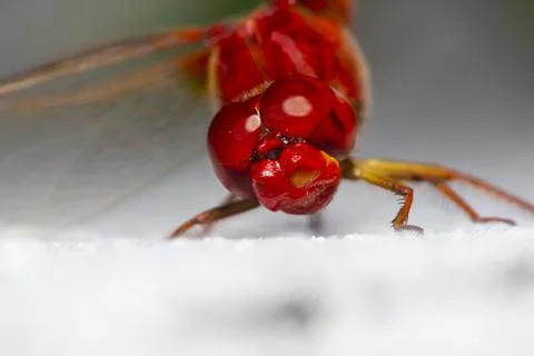 Anisoptera Stock Photos