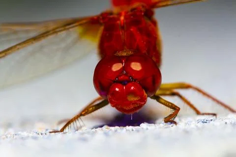 Anisoptera Stock Photos