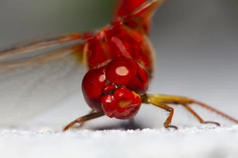 Anisoptera Foto stock