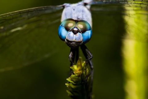 Anisoptera Stock Photos