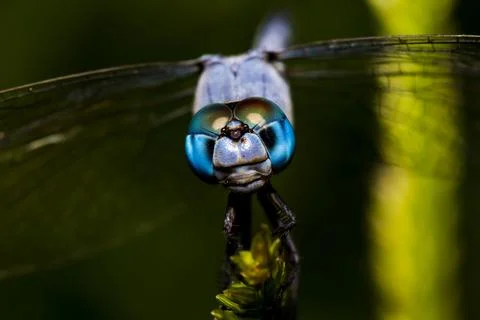 Anisoptera Stock Photos