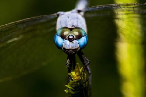 Anisoptera Foto stock