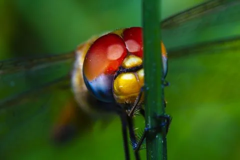 Anisoptera Stock Photos