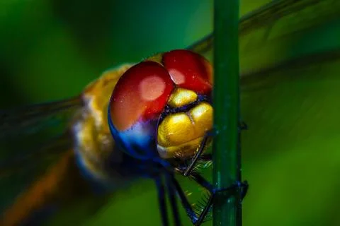 Anisoptera Stock Photos