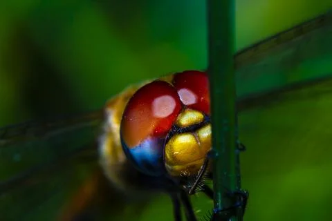 Anisoptera Stock Photos