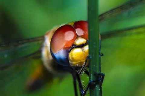 Anisoptera Stock Photos