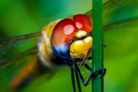 Anisoptera Stock Photos