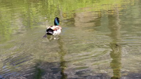 ANITRA DUE Vidéo 244704251