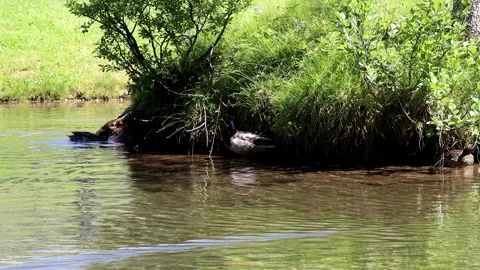 ANITRA Vidéo 244778139