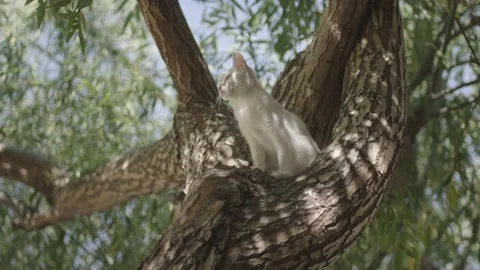 Ankara cat on tree Stock Footage 166810322