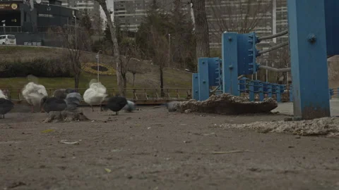Ankara, TURKEY- 2025, Dec 29: Low Angle Time-lapse of Urban Birds Stock Footage 325657080