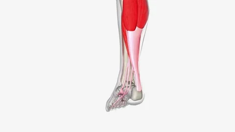 Ankle Flexion and Extension Stock Footage 246052948