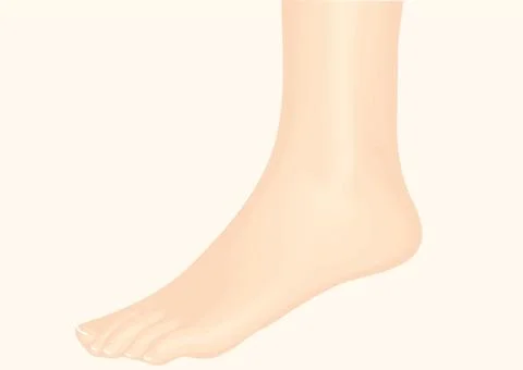 Ankle Stock Illustration