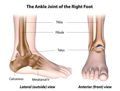 The ankle joint anatomy labeled. Stock Illustration