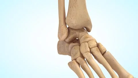 Ankle joint bones of 3d illustration Illustrazione stock