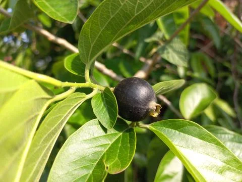 Ankol black fruit in the hand and Ankol fruit in a tree Stock Photos