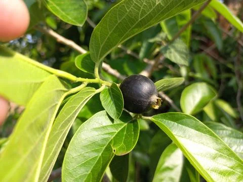 Ankol black fruit in the hand and Ankol fruit in a tree Stock Photos