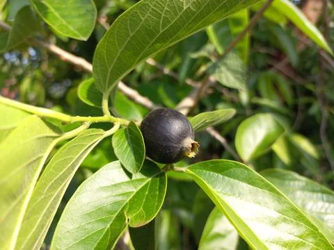 Ankol black fruit in the hand and Ankol fruit in a tree Stock Photos