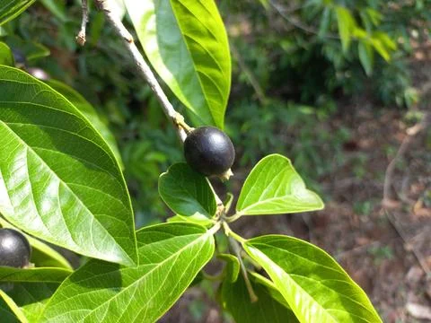 Ankol black fruit in the hand and Ankol fruit in a tree Stock Photos